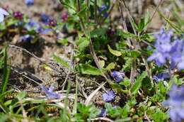 Image of Veronica satureiifolia Poit. & Turp.