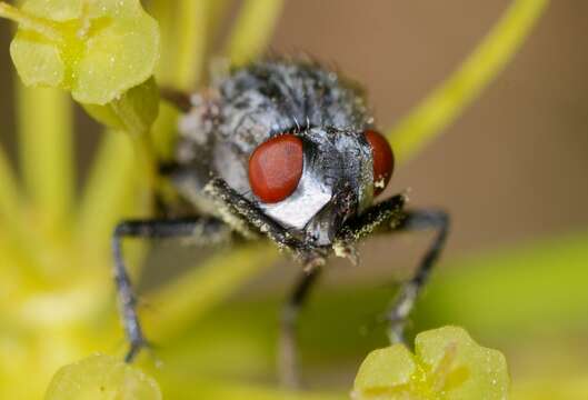 Image of spotted flesh fly