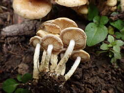 Image of Pholiota gummosa (Lasch) Singer 1951