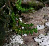 Image de Angraecum bancoense Burg