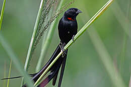 Image of Red-collared Whydah