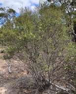 Image of mallee honeymyrtle