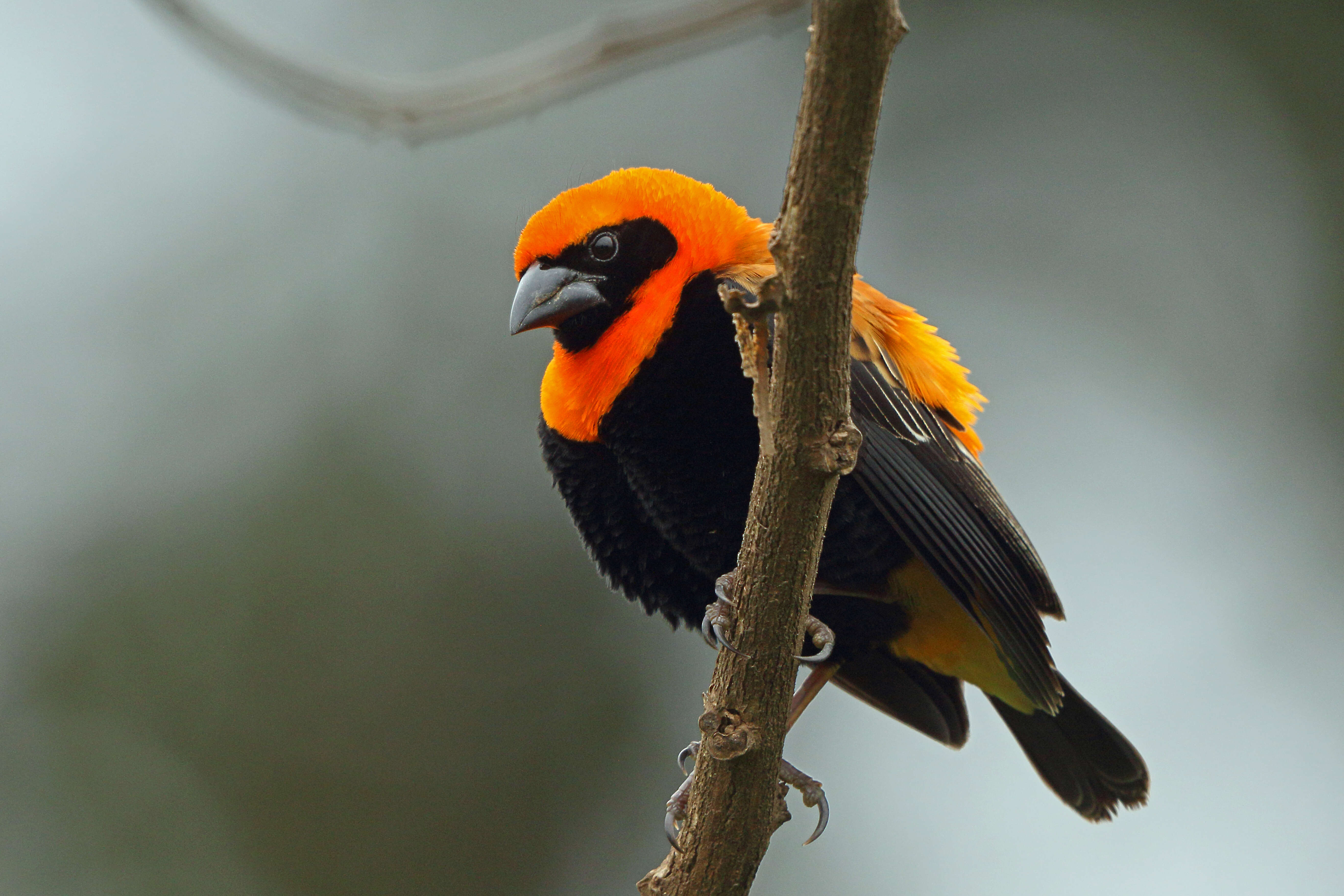 Image of Black-winged Bishop