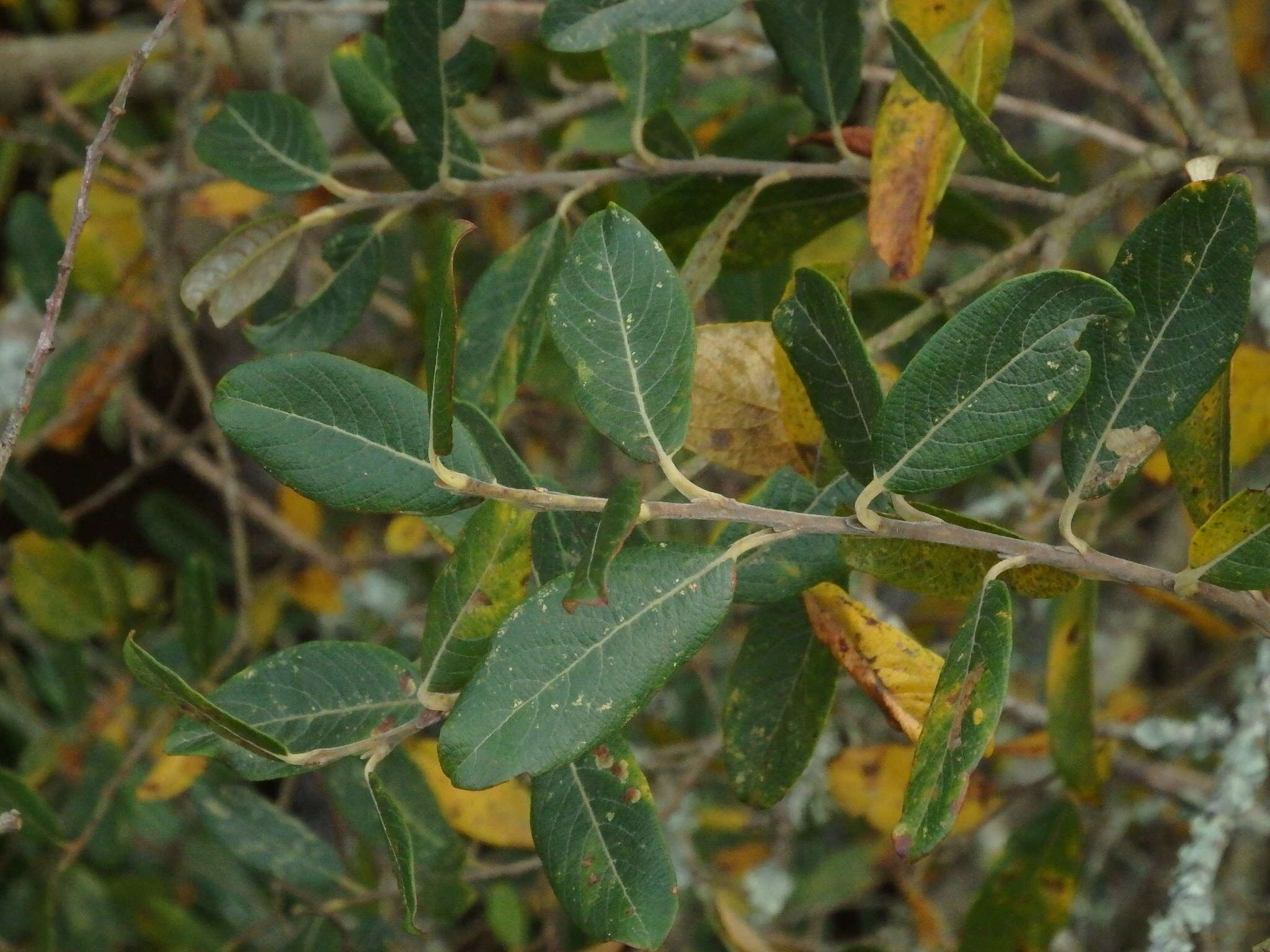 Image de Salix atrocinerea Brot.