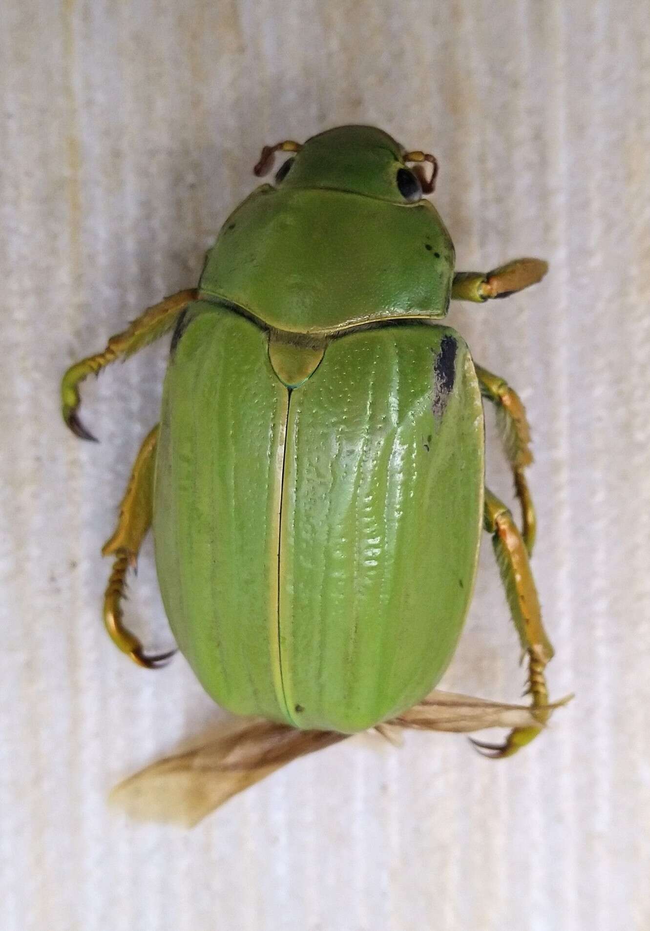 Imagem de Chrysina laniventris (Sturm 1843)