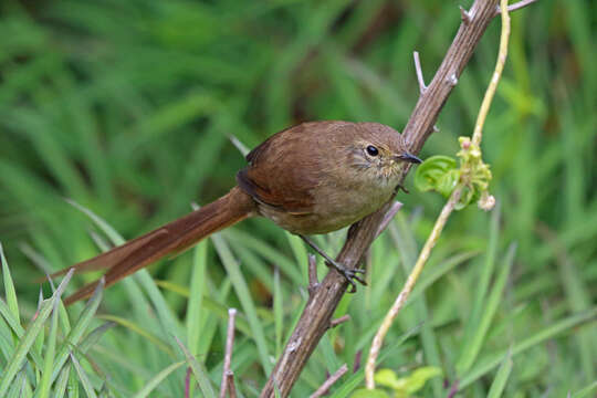 Image of Itatiaia Spinetail