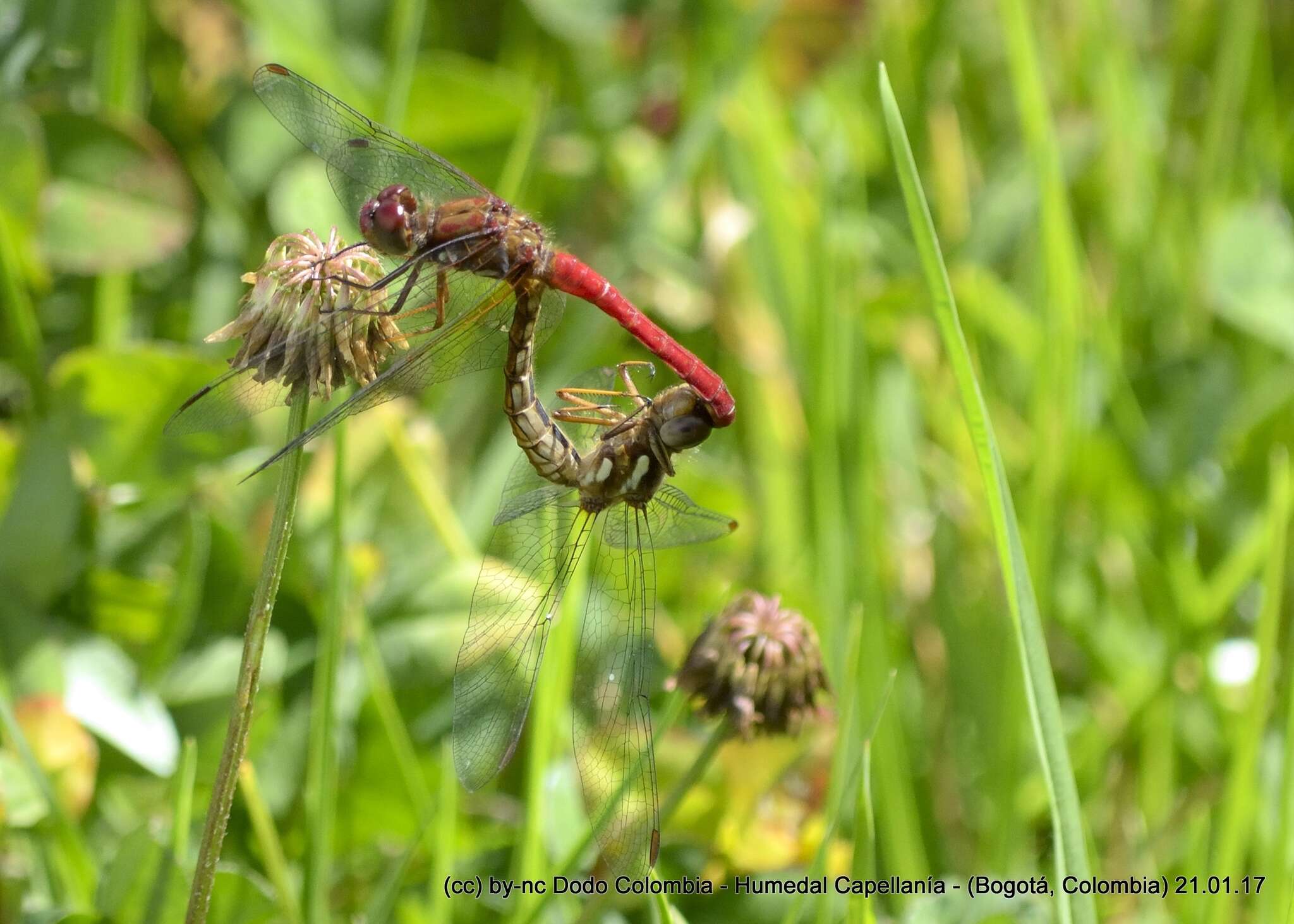 Image de Sympetrum gilvum (Selys 1884)