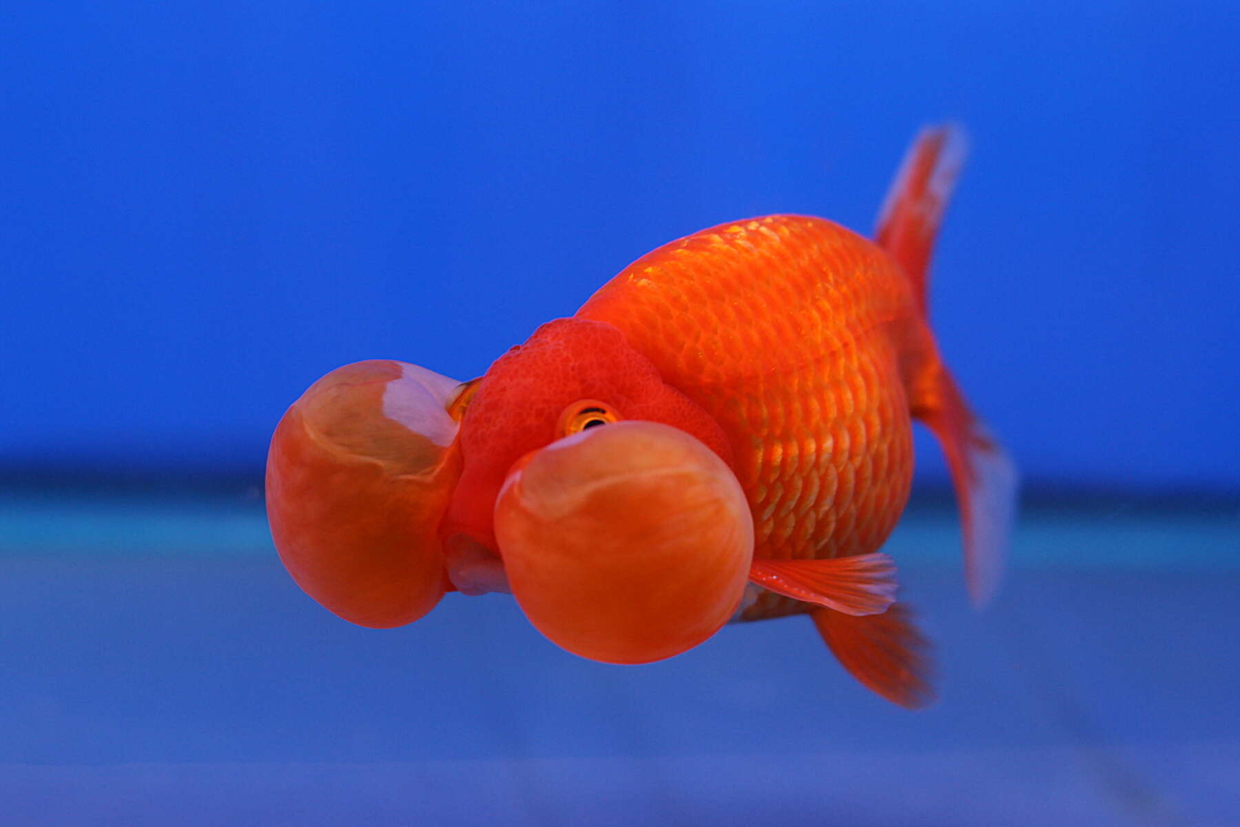 Image of Goldfish