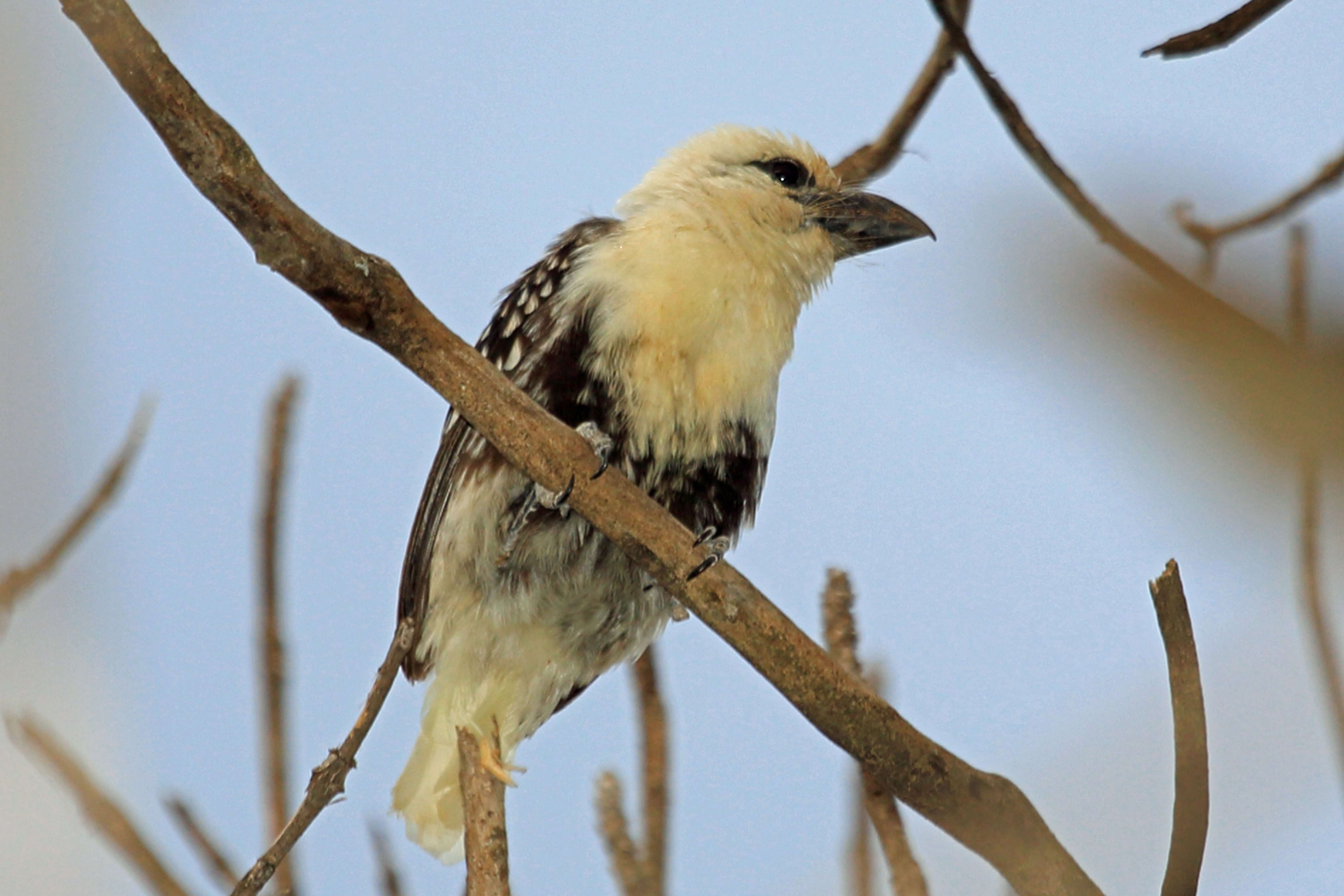 Image of White-headed Barbet