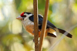 Image of Black-backed Barbet