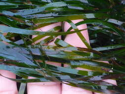 Image of Scouler's surfgrass