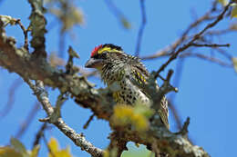 Image of Miombo Barbet