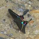 Image of Papilio krishna Moore 1857