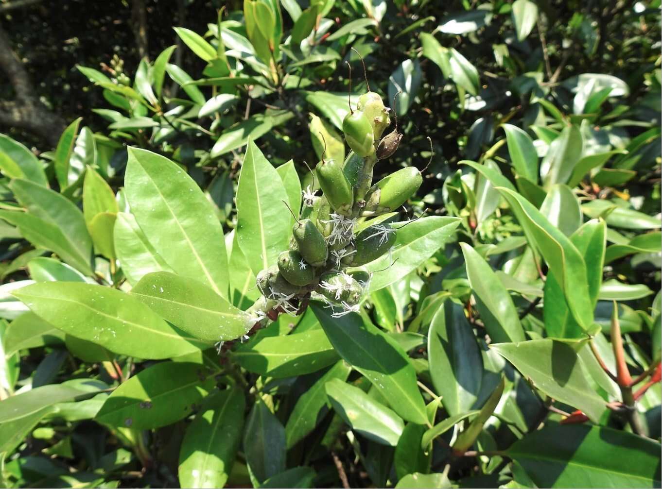 Acanthus ilicifolius L. resmi