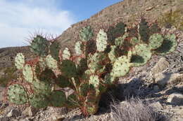 Image of pricklypear