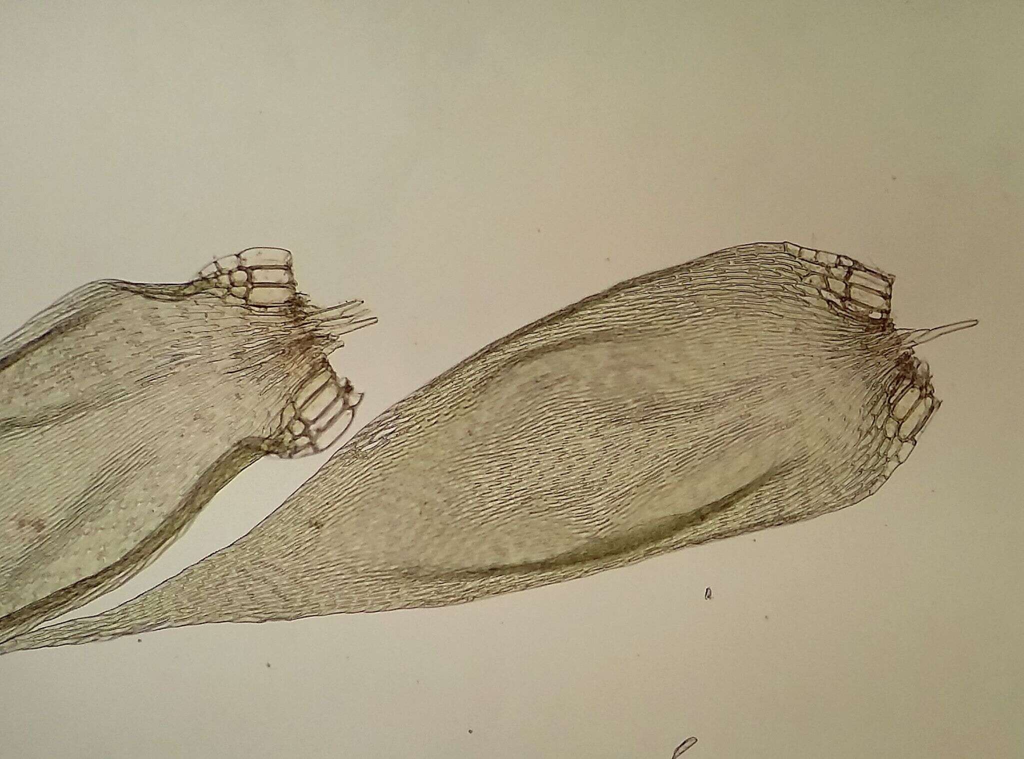 Image of Sematophyllum substrumulosum Britton 1902