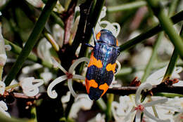 Image of Castiarina grata (Saunders 1869)