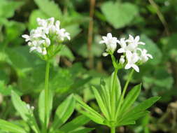 Image of Woodruff