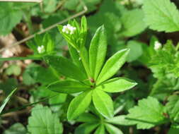 Image of Woodruff