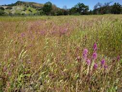 Image of exserted Indian paintbrush