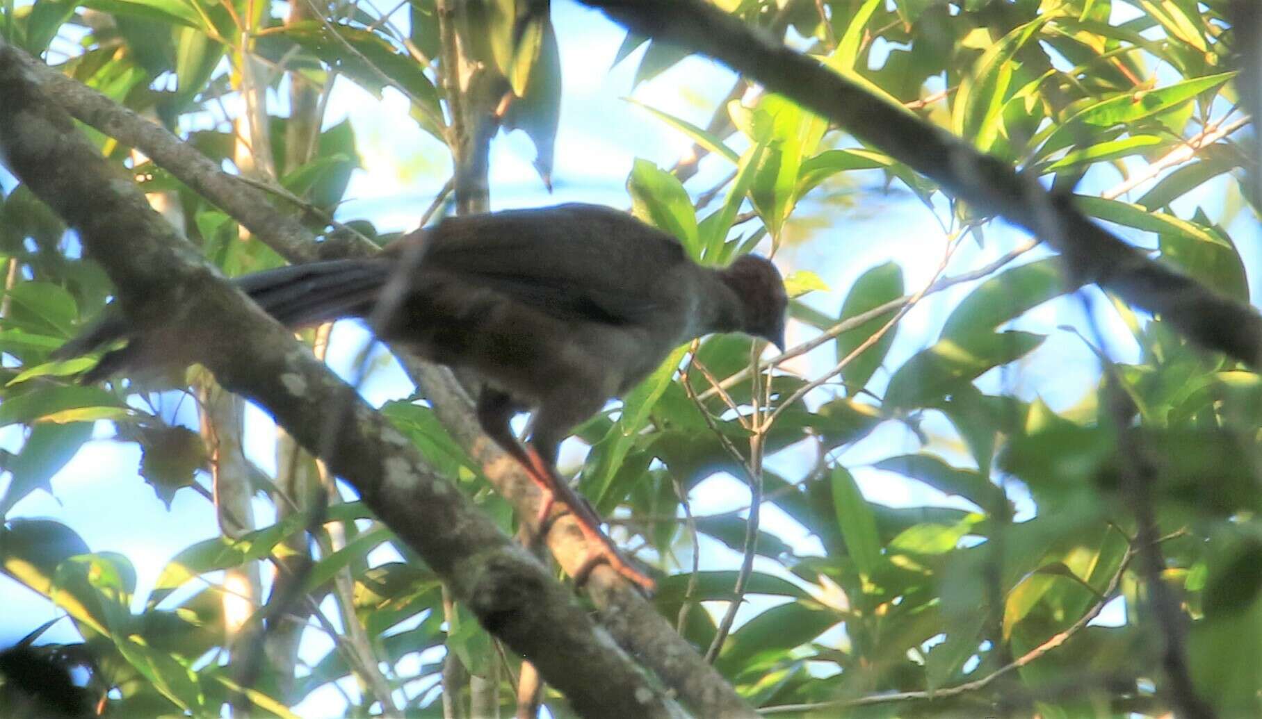 Image of Little Chachalaca