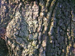 Plancia ëd Pyrus communis subsp. pyraster (L.) Ehrh.