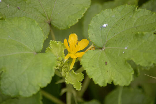 Image de Triumfetta procumbens G. Forst.