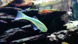 Image of Lamprichthys