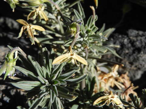 Image of Viola cheiranthifolia Humb. & Bonpl.