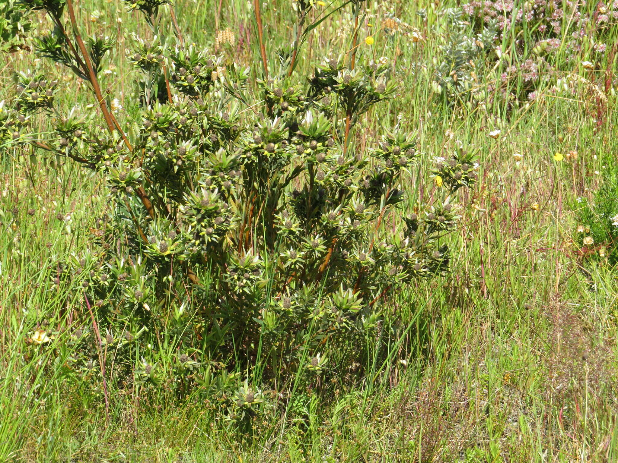 Imagem de Leucadendron floridum R. Br.