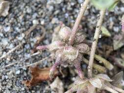 Image of Wyoming Sand Verbena