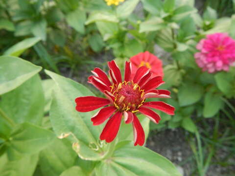 Image of ELEGANT ZINNIA