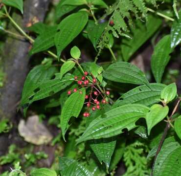 Image de Miconia cornoides