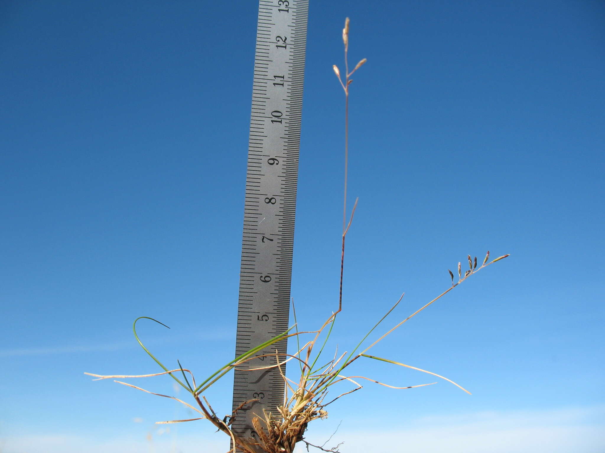 Rytidosperma australe (Petrie) Connor & Edgar resmi