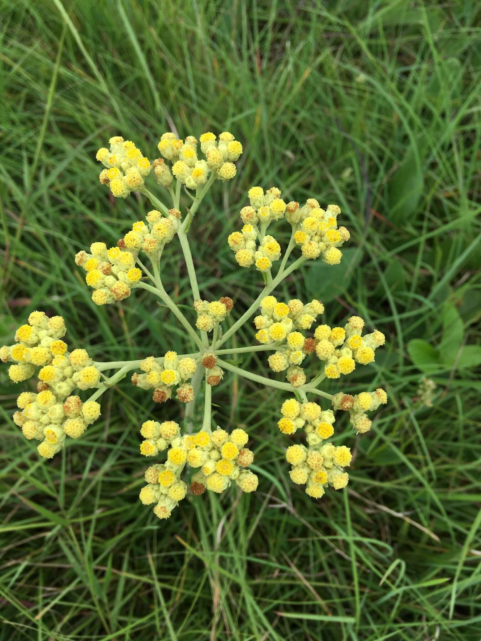 Image of Helichrysum miconiifolium DC.