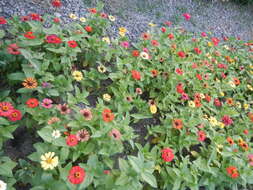 Imagem de Zinnia elegans Jacq.