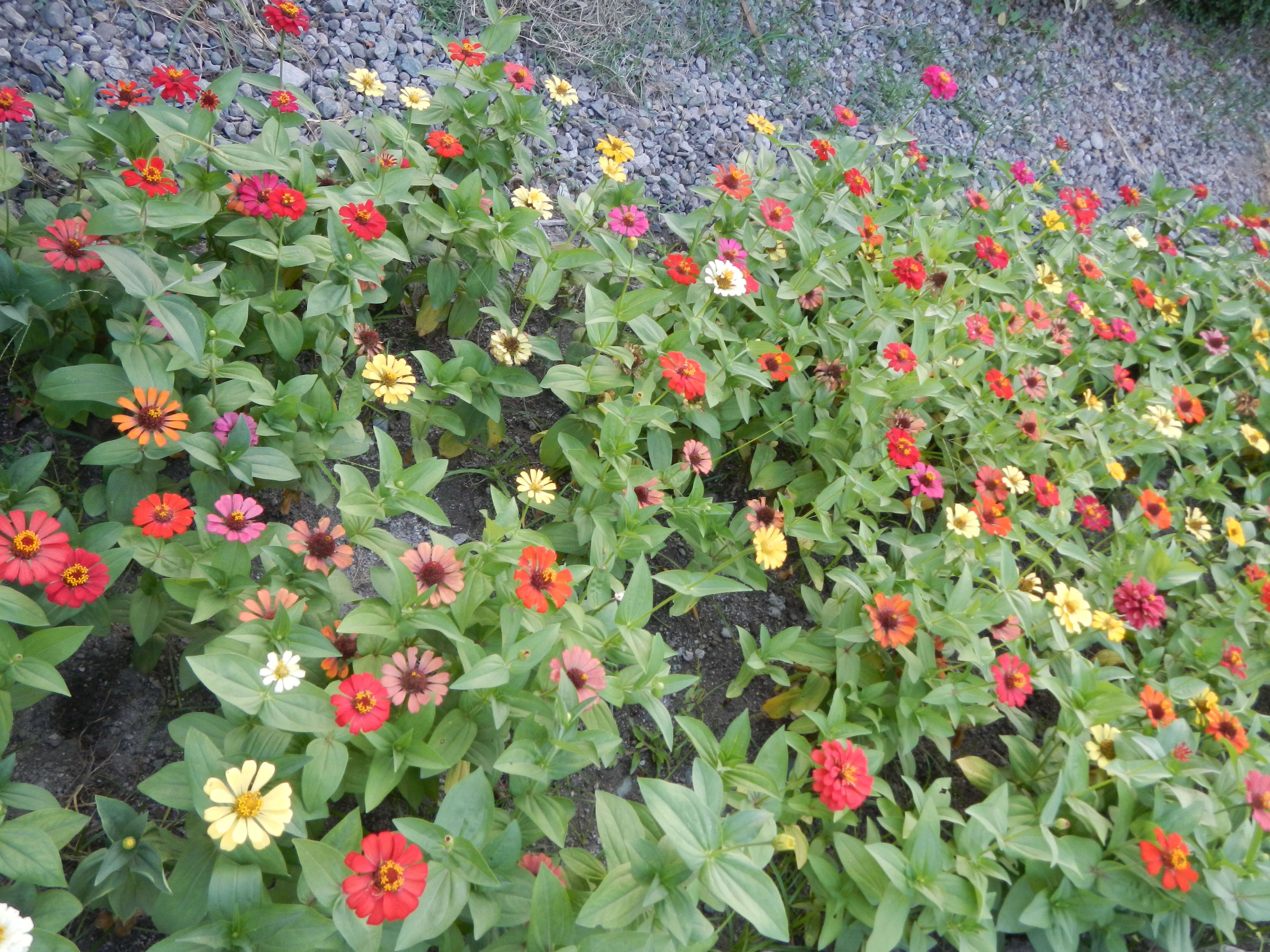 Image of ELEGANT ZINNIA