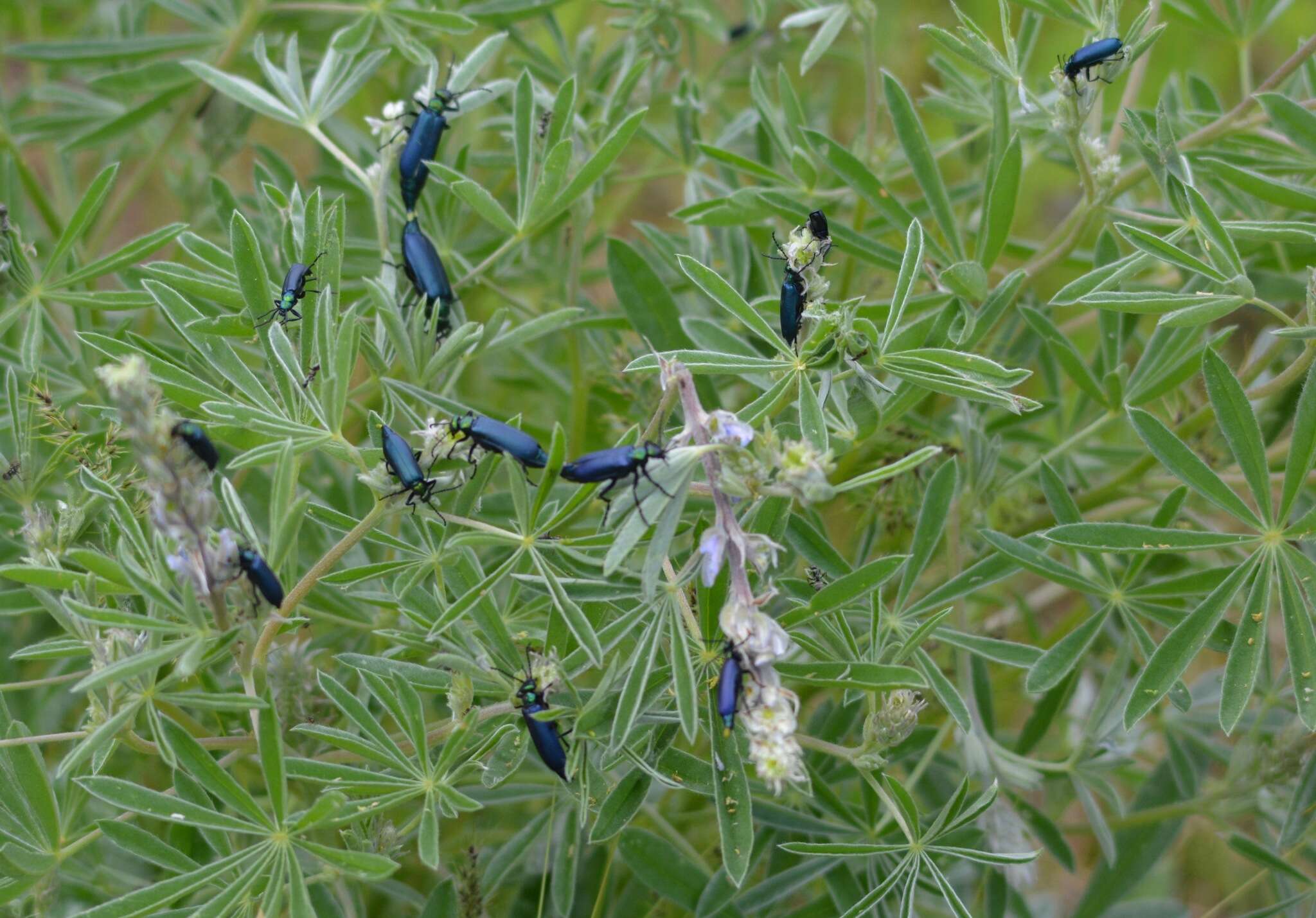 Imagem de Lytta (Poreopasta) cyanipennis (Le Conte 1851)