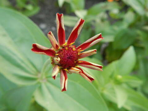 Image of ELEGANT ZINNIA