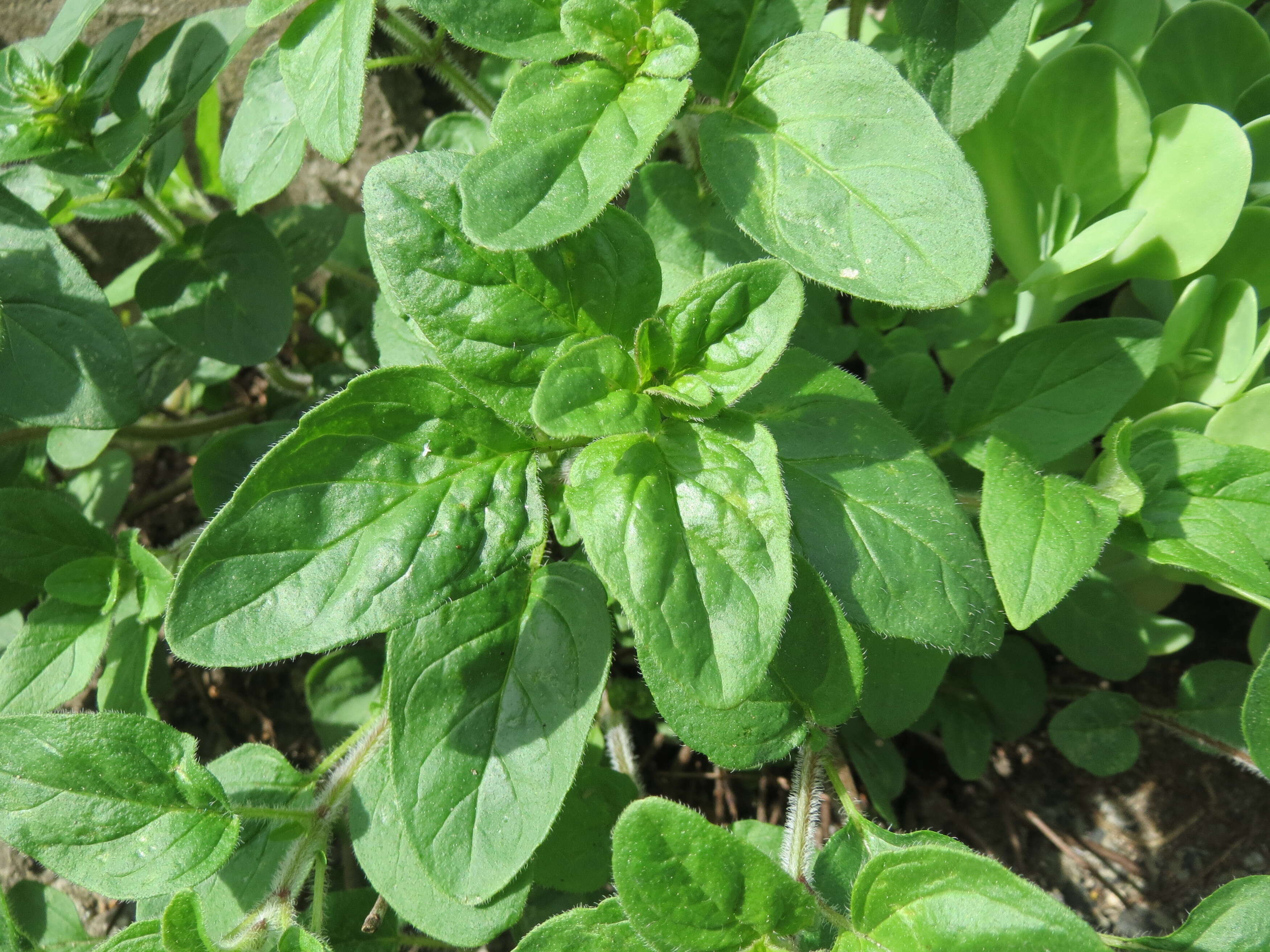 Image of oregano