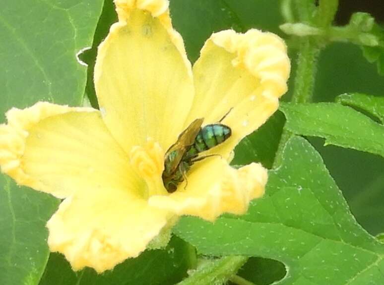 Image of Pseudaugochlora graminea (Fabricius 1804)