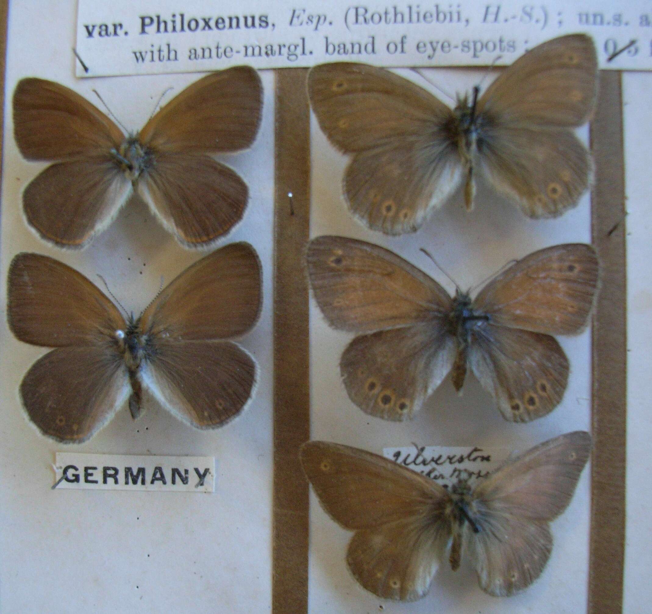 Image of Common Ringlet