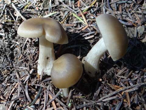 Image of soap tricholoma