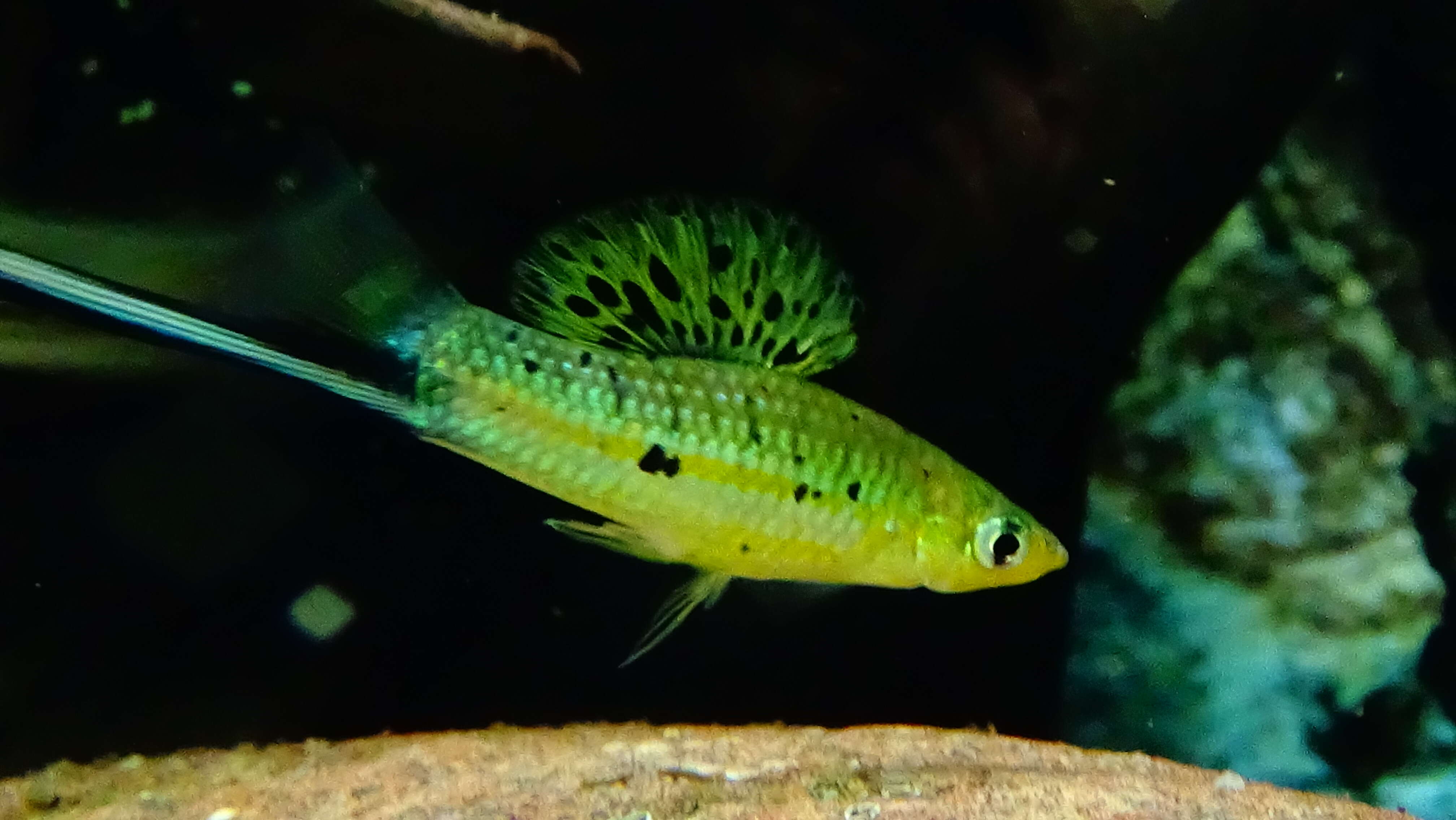 Image of Mexican swordtail