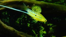 Image of Mexican swordtail