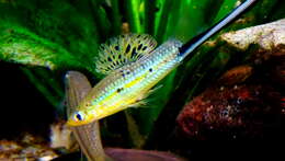 Image of Mexican swordtail