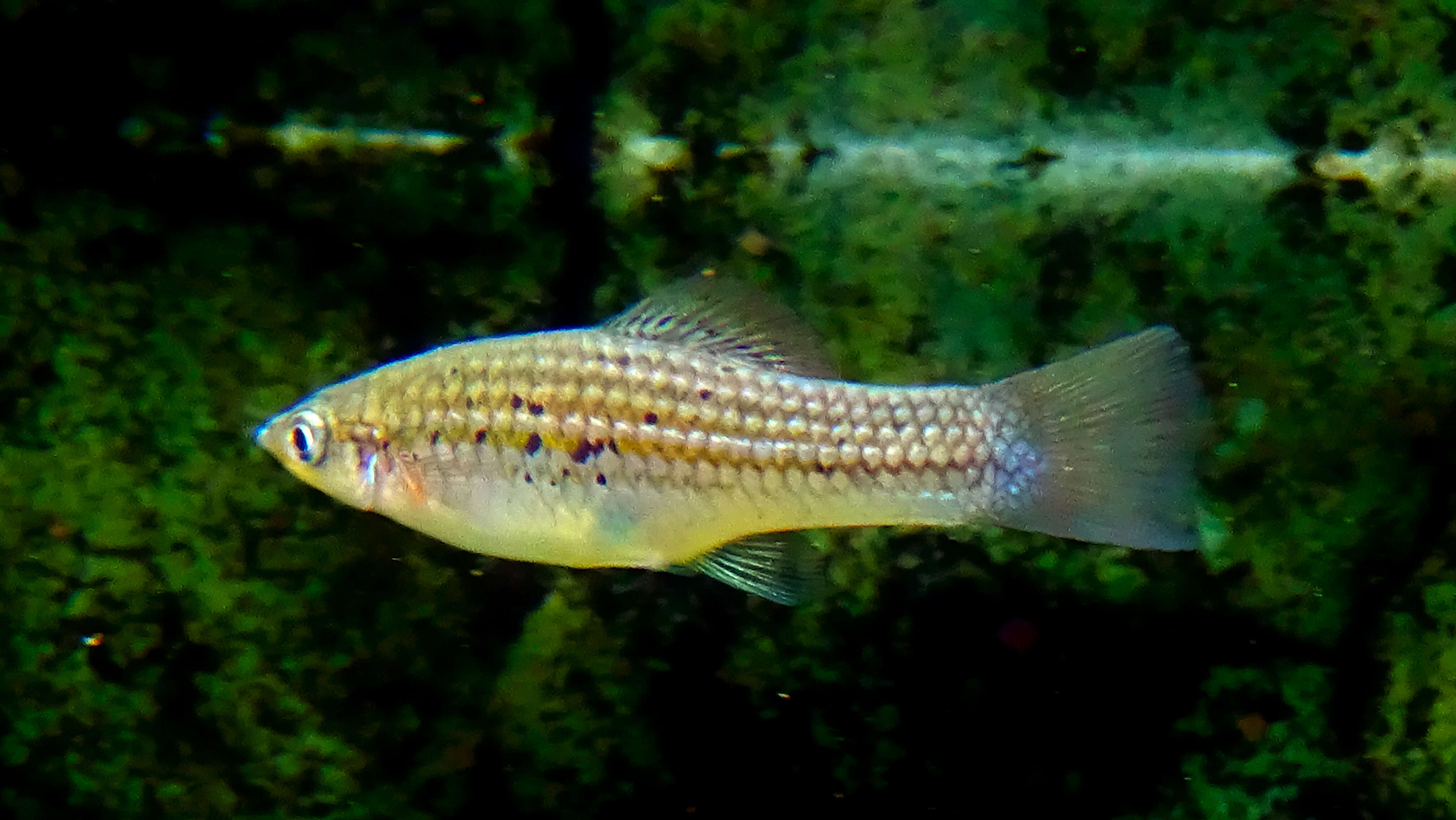 Image of Mexican swordtail
