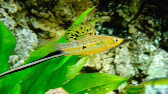 Image of Mexican swordtail