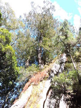 Image of Formosan Cypress