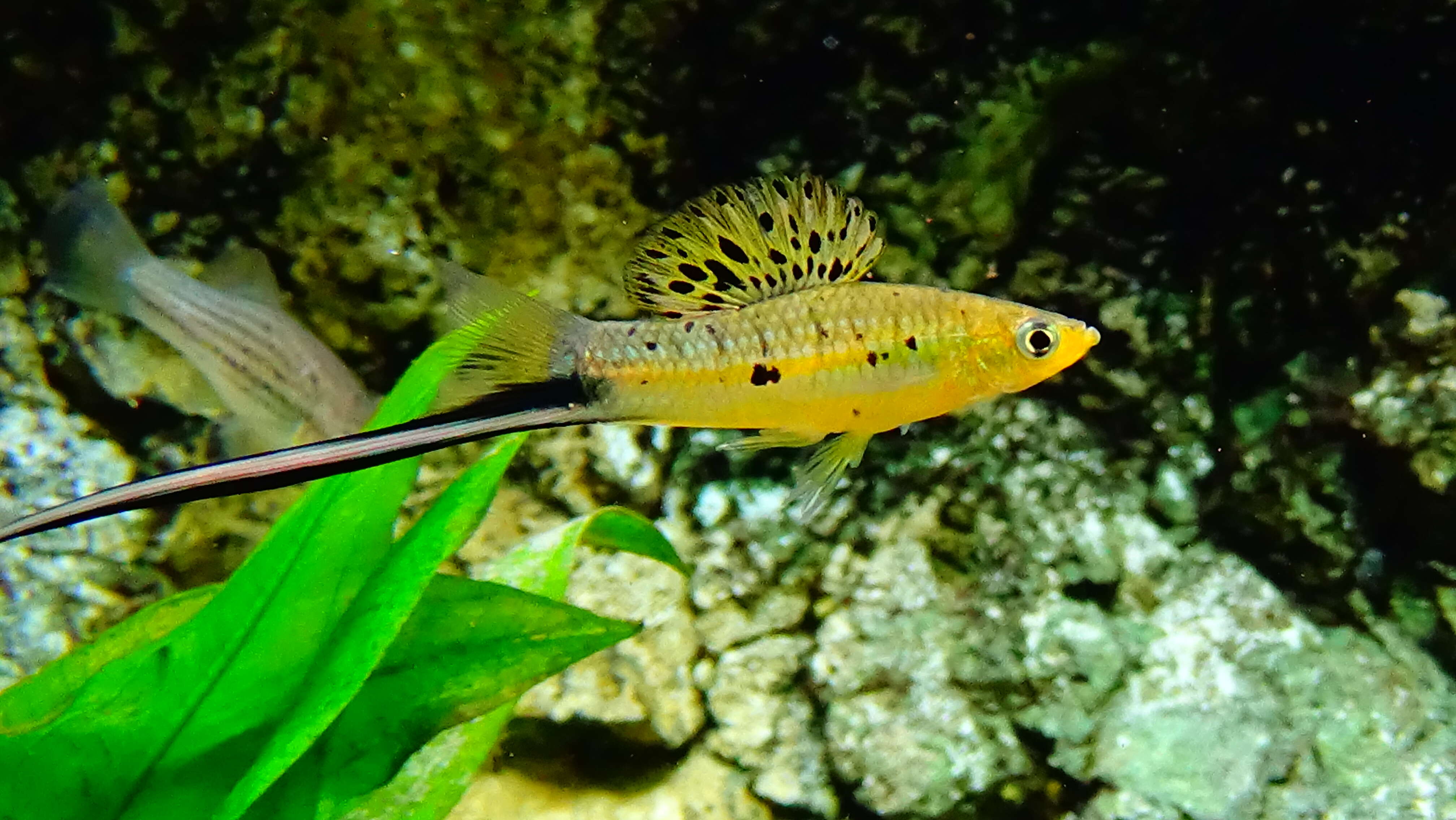 Image of Mexican swordtail